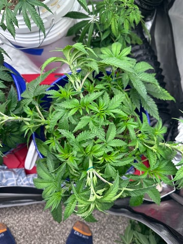 Grow#2 — vegetative, day 28