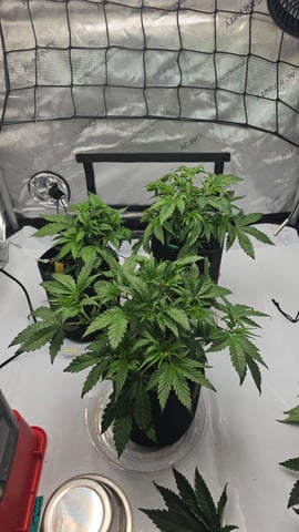 ethos genetics  — vegetative, day 28