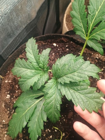 Brainstorm X Murder Biscuits — vegetative, day 20