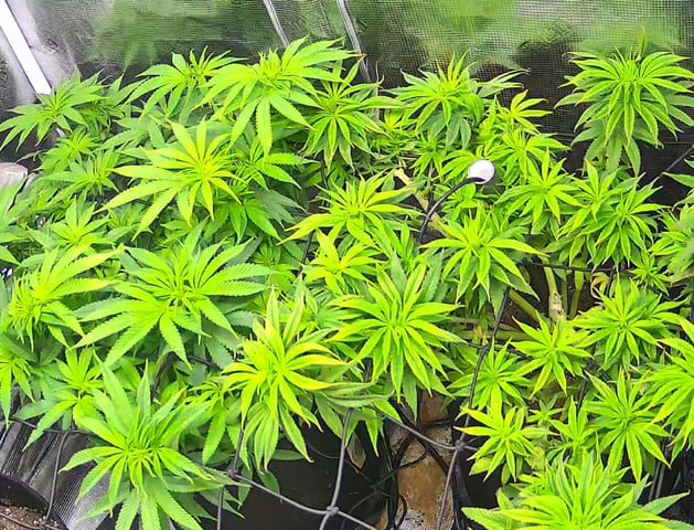 Blue Dream Feminized  — vegetative, day 96