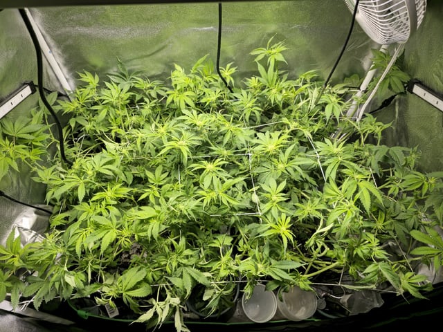 Kushberry Moonrocks — flower, day 59