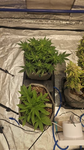 Autos For The Rest Of Winter 🔥🔥😉 — vegetative, day 54