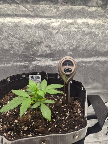 I'll get it right — vegetative, day 25