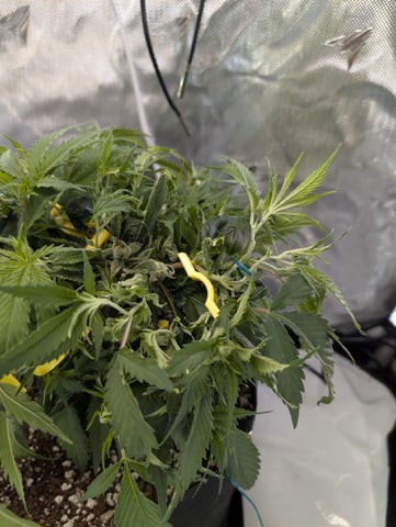 C99 CloneWars! — vegetative, day 15