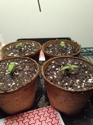 Outdoor Grow 1 — vegetative, day 1