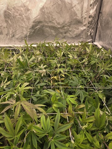 Dante's Inferno Rerun — flower, day 111