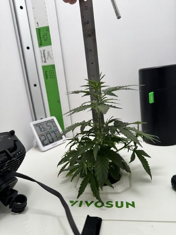 Mindfield - with Girl Scout Cookies (auto) — vegetative, day 4