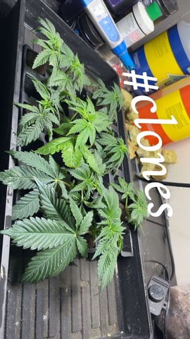 Clones GodFather OG Clones — seedling_rooting, day 1