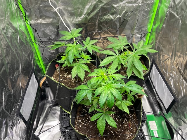 Growing speed  — grow_setup, day 32