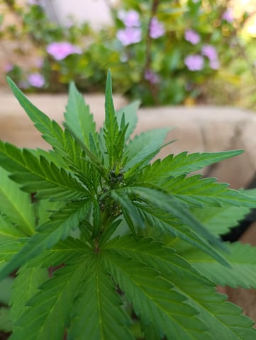 White Widow/Gorilla Glue — vegetative, day 25