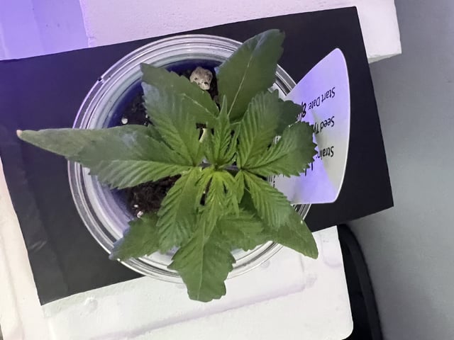Inside Mother Plants — vegetative, day 26