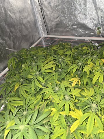 Platnium Jelly — flower, day 80