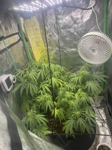 First Auto Run
