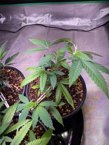 Green Gelato — vegetative, day 3