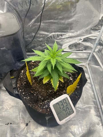 2nd Run — vegetative, day 31