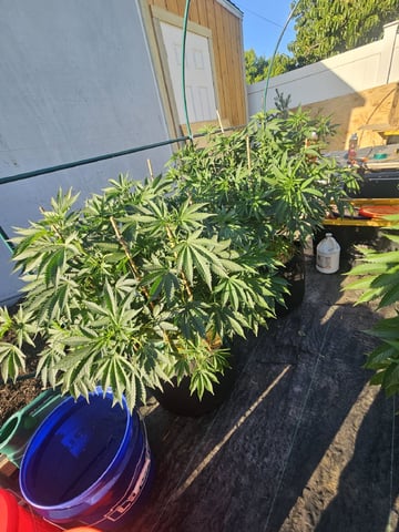 Sour Headies/OGBX1 — vegetative, day 29