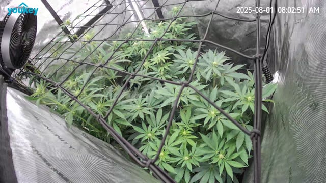 Purple Haze  — flower, day 68