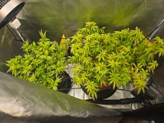 First Grow — vegetative, day 42