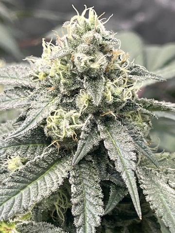 The Bling  — flower, day 117