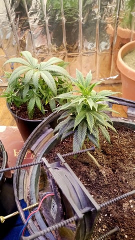 Jack hearer/Jack the ripper? — vegetative, day 66