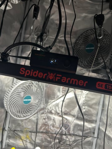 Amnesia Haze auto flower — germination, day 1