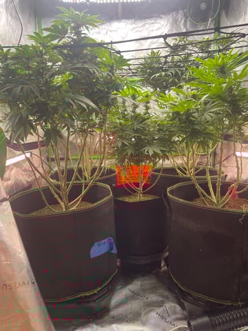 Phx_Freedom — flower, day 71