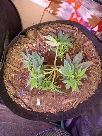 Purple Plum Perfect 💜 & 2 Grape Runtz 🍇 Mainlining garden.  — vegetative, day 91