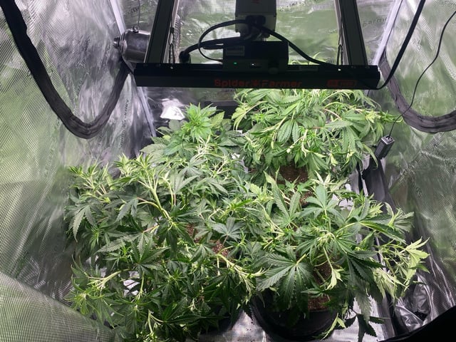 Auto Run #1 2025-2026 — vegetative, day 50