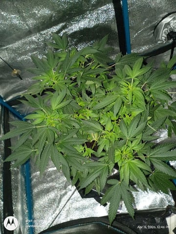 Georgia Pie Female Photo — flower, day 52