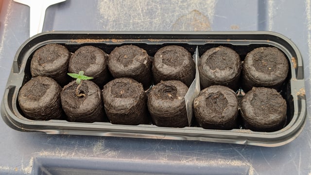 Amnesia Haze  — germination, day 1