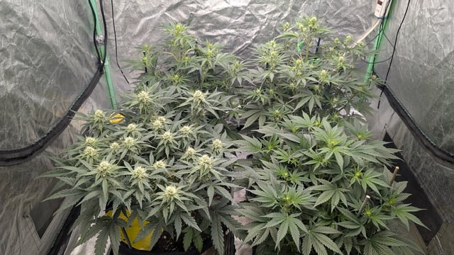 Perpetual Autoflower Mixed Grow #3 — vegetative, day 40