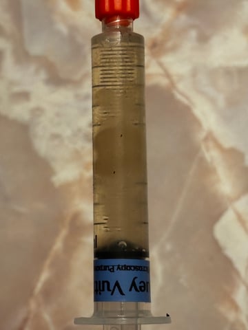 First magic mushroom grow — germination, day 1