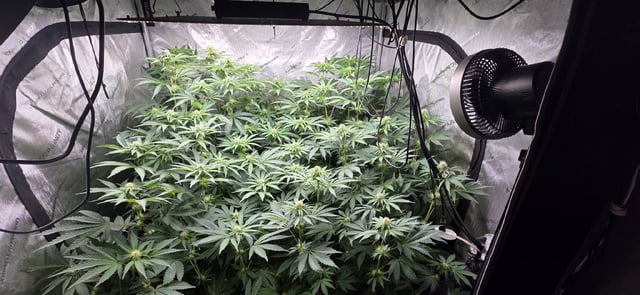 Maple Nectar  — flower, day 62