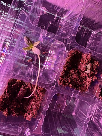 My First Grow — germination, day 3