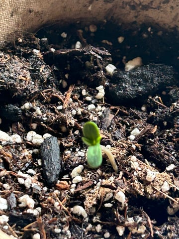 First ever grow — seedling_rooting, day 6