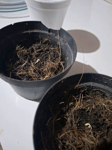 1st Grow - ROYAL MOBY (indoor)(photop.) — vegetative, day 20