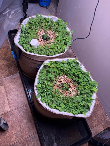 510 First Run! — vegetative, day 24