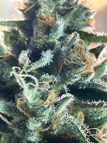 tent grow — flower, day 68