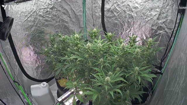 Perpetual Autoflower Mixed Grow #3 — flower, day 103