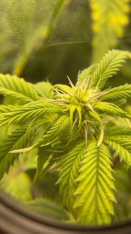 LSD feminized — flower, day 79