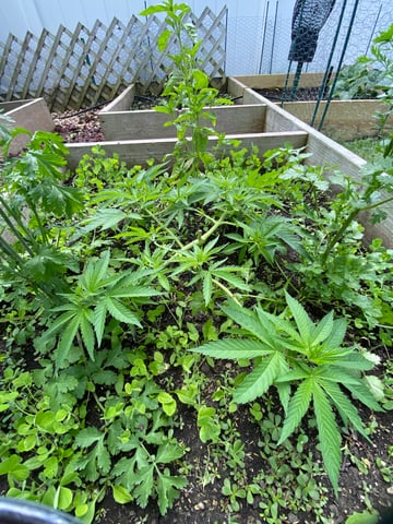 queen of soul X cap junky  — vegetative, day 66