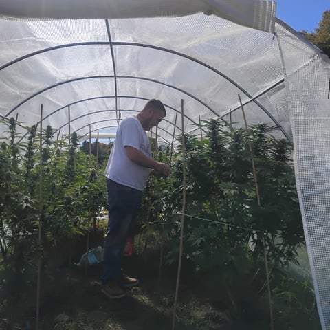 outdoor grow  — flower, day 44