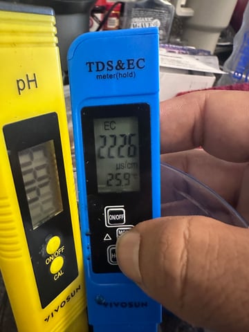 Pine (Auto) 2025 - 0 — germination, day 2