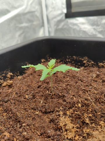 Fast Buds Gorilla Z auto — seedling_rooting, day 11