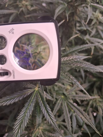 My Girls — flower, day 51