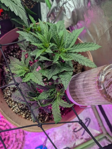 2025-26 — vegetative, day 29