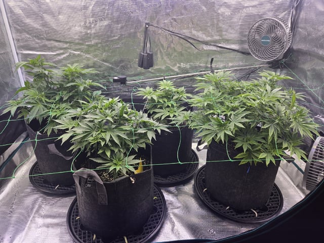 4 strains in 1 tent — vegetative, day 35