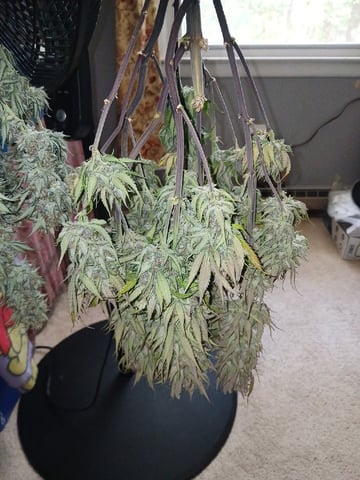 Lsd25, Dosido,GDP All Autos.