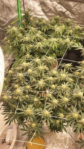 1st grow indoors(cardboard box to 2x2x4 to 5x5x6) — flower, day 113