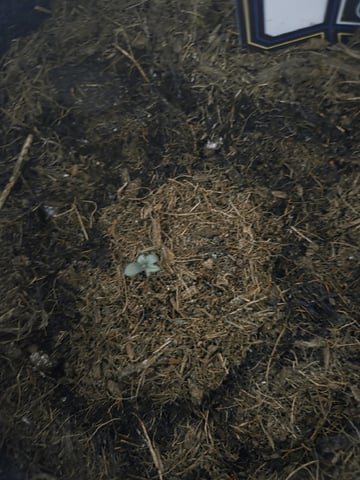 Ripley OG — seedling_rooting, day 7